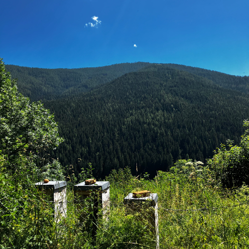 Vorbestellung Bio Waldhonig Seidlhof