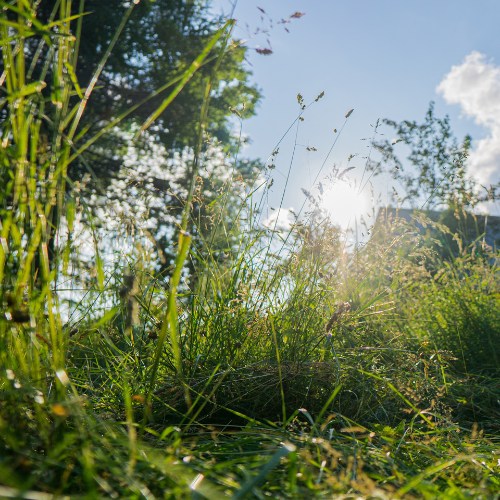 Vorbestellung Bio Waldhonig Seidlhof